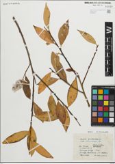 Foto von Salix pentandra L.